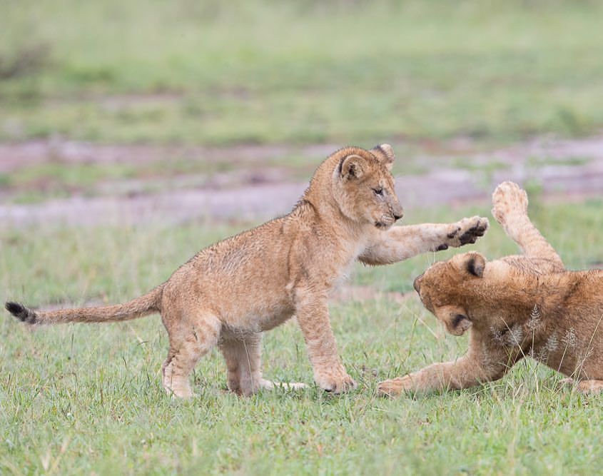 Pin on Big cats.