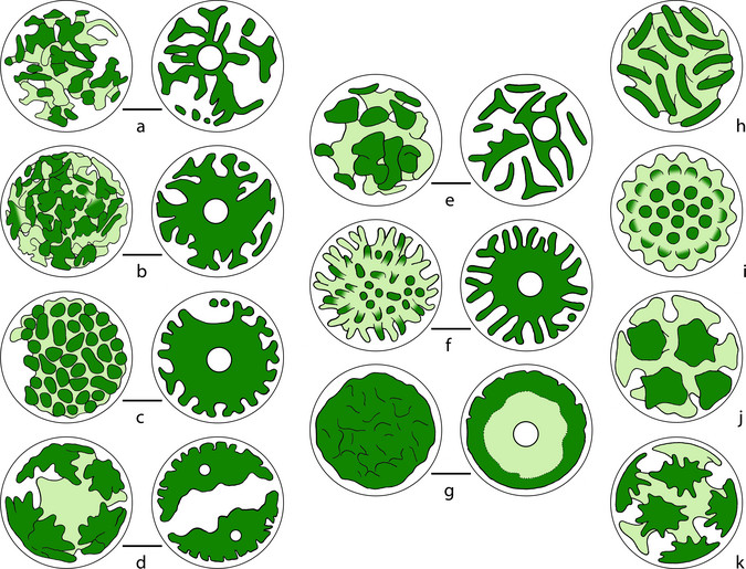 Schematic drawings of particular chloroplast and lobe.