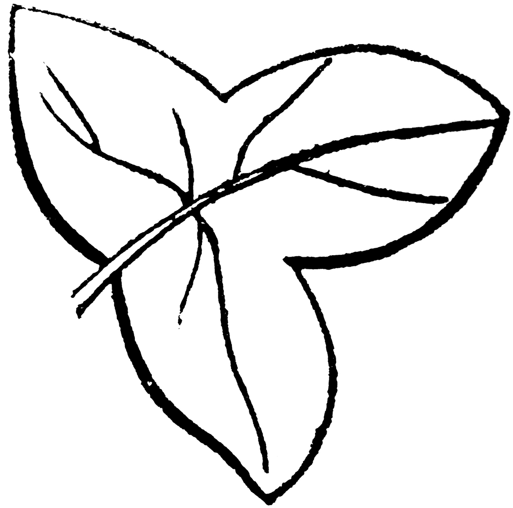 Line Drawing Leaf.
