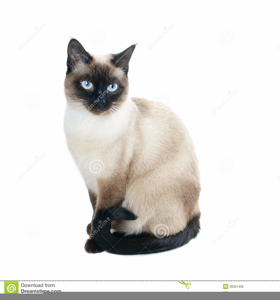Free Siamese Cat Clipart.