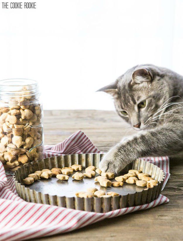100+ Cat Food Recipes on Pinterest.