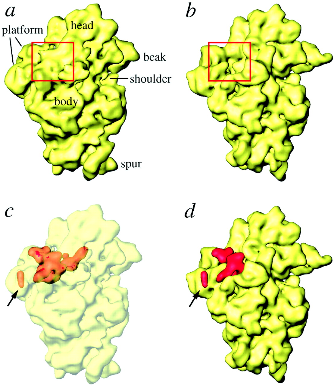 Visualization of protein S1 within the 30S ribosomal subunit.