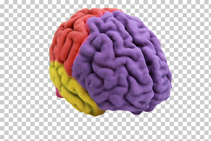 Human brain 3D printing Anatomy, Brain PNG clipart.