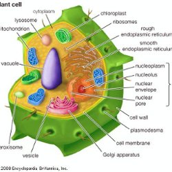 3D plant cell.