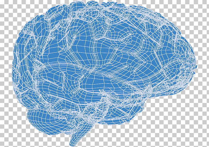 Human brain Euclidean , 3d brain PNG clipart.