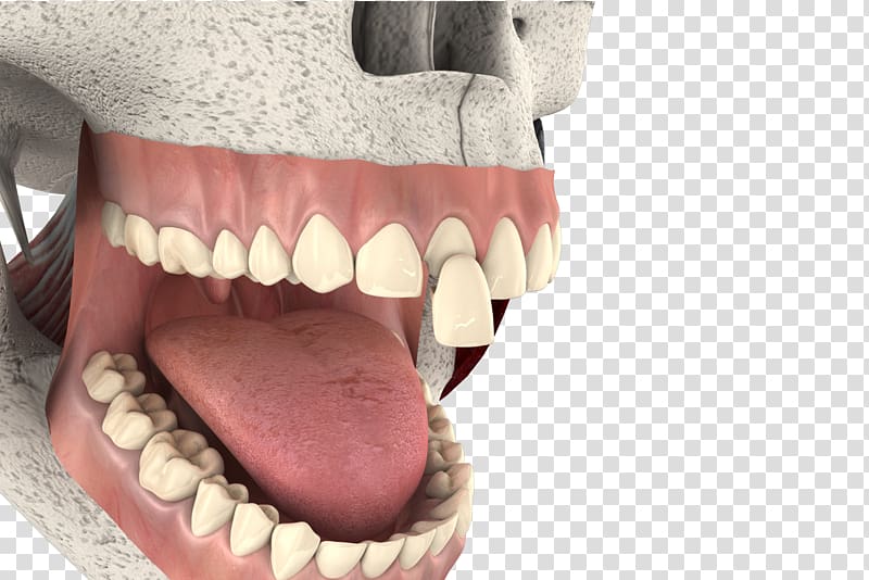 Animation 3D computer graphics Filmmaking Industry, 3d tooth.