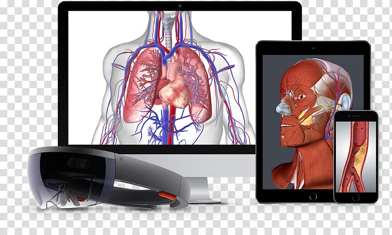 BioDigital Human anatomy Nervous system Human body, human.