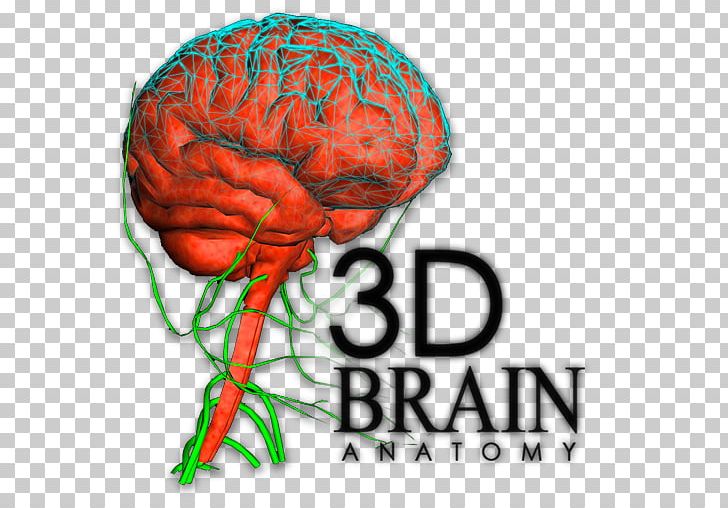Brain Human Behavior Organism Font PNG, Clipart, 3d Human.
