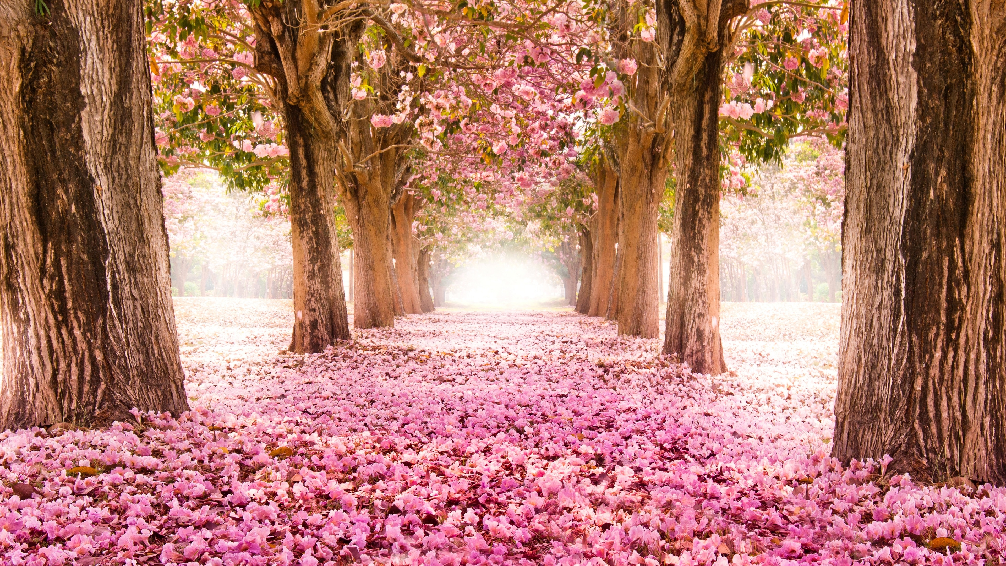 Cherry Blossom 4K Ultra HD wallpaper.
