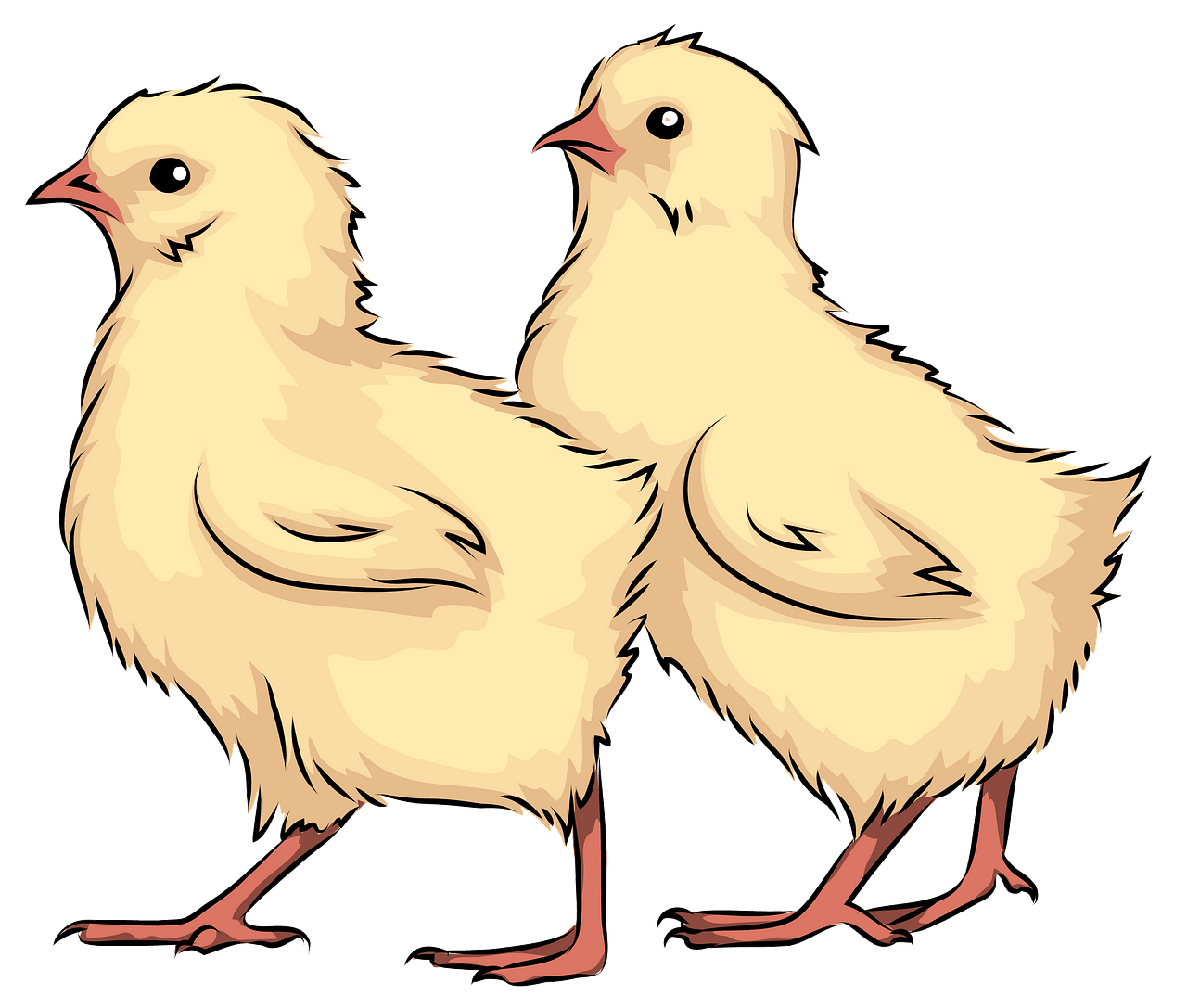 Chicks clipart. Free download..