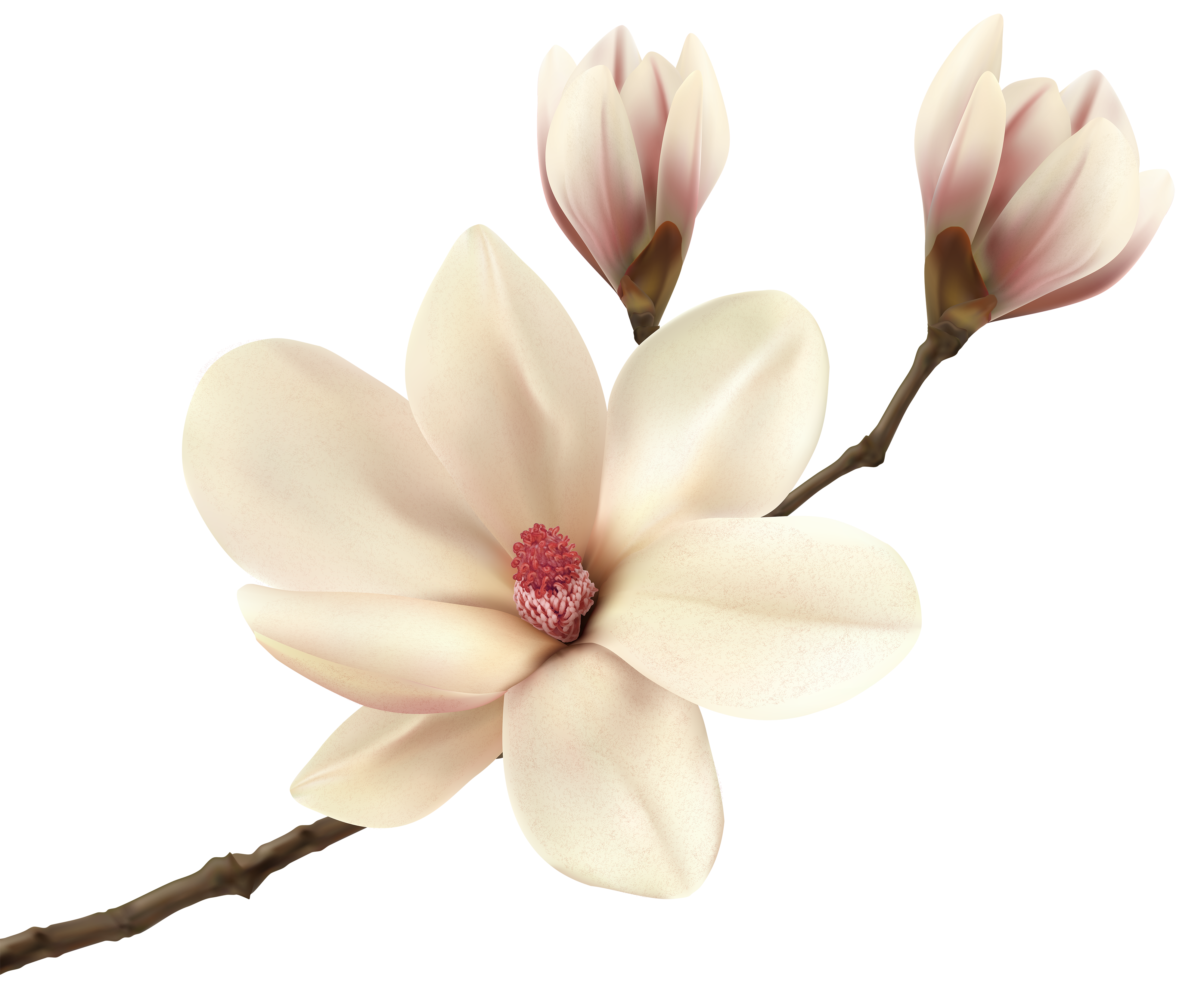 magnolia illustration free download