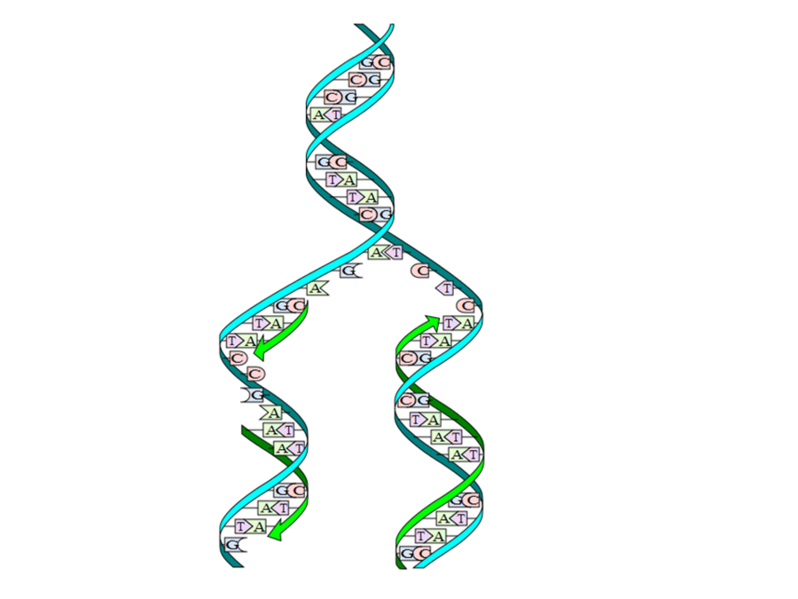 Download modeling dna replication 9th grade clipart DNA.