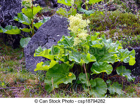 Pictures of Rhubarb (Rheum altaicum L.).