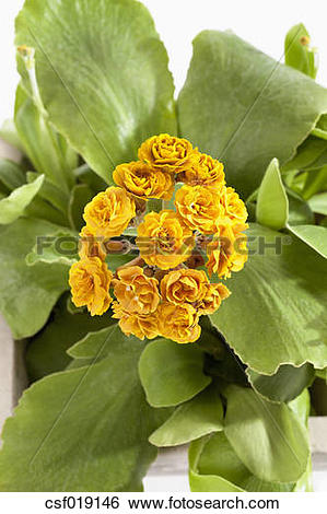Stock Images of Primula auricula flowers, close up csf019146.