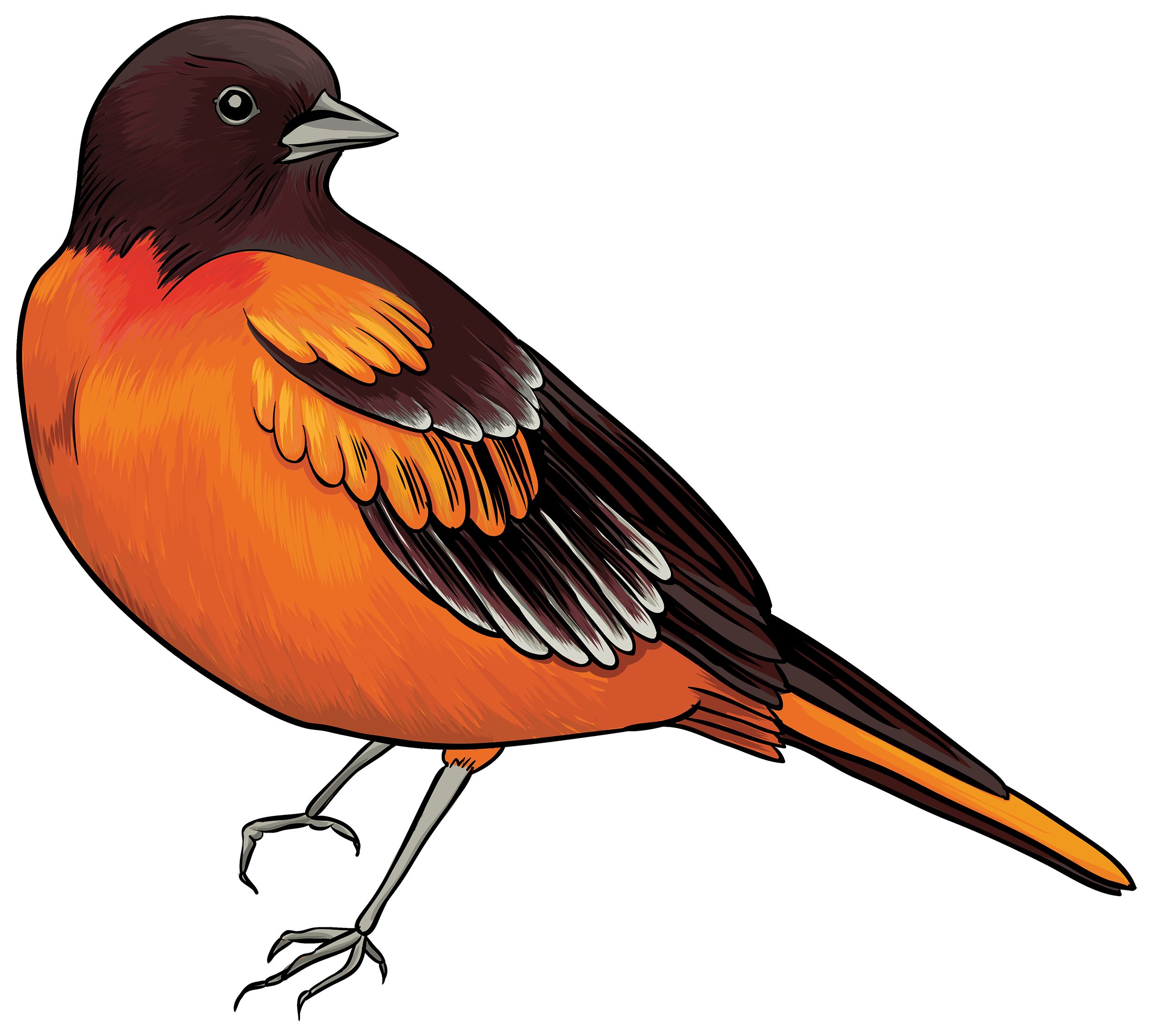 Black and Orange Bird PNG Clipart.