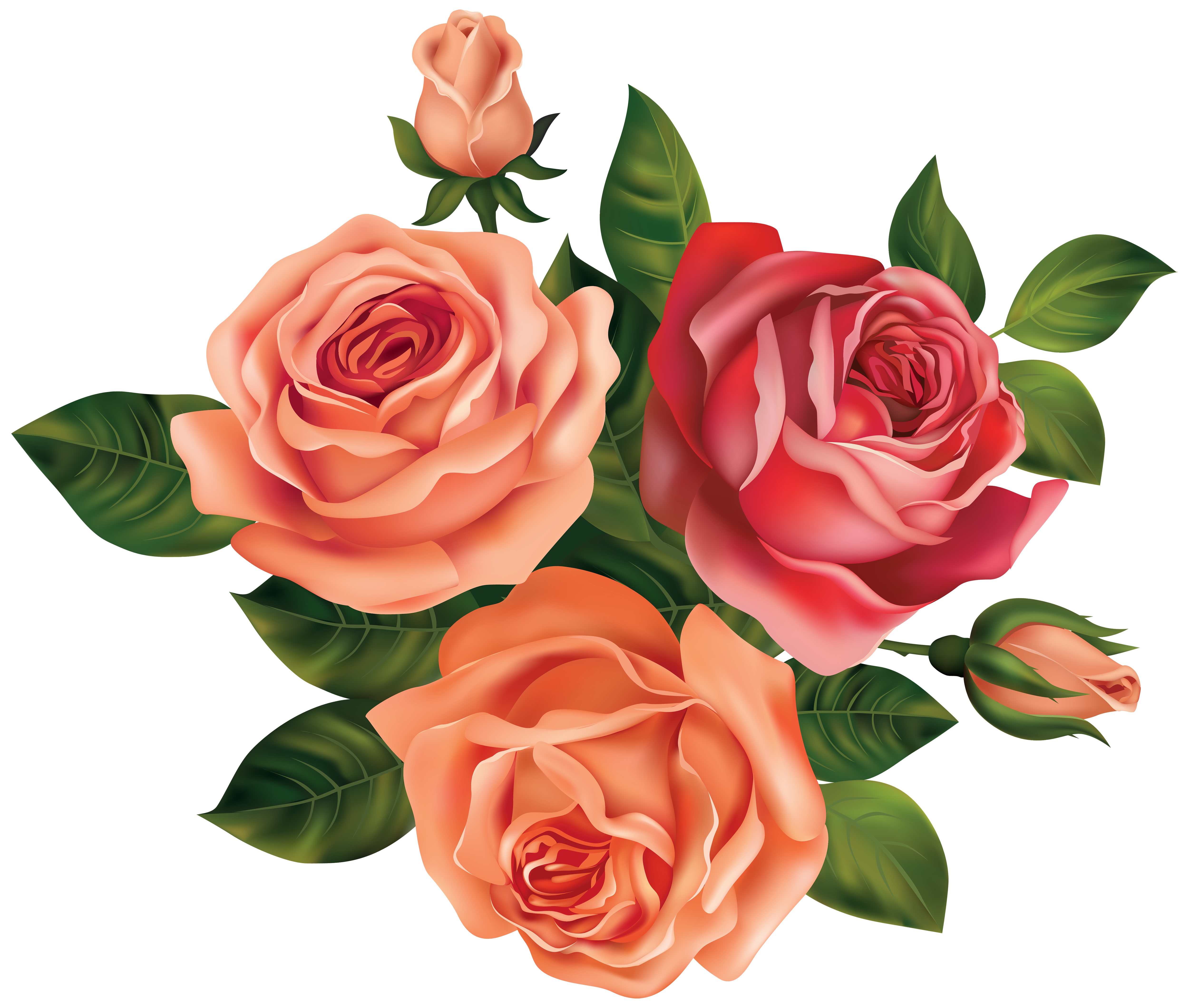 Beautiful Roses Clipart Image.