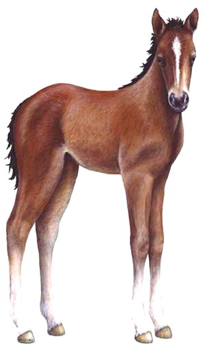 Free Foal Cliparts, Download Free Clip Art, Free Clip Art on.