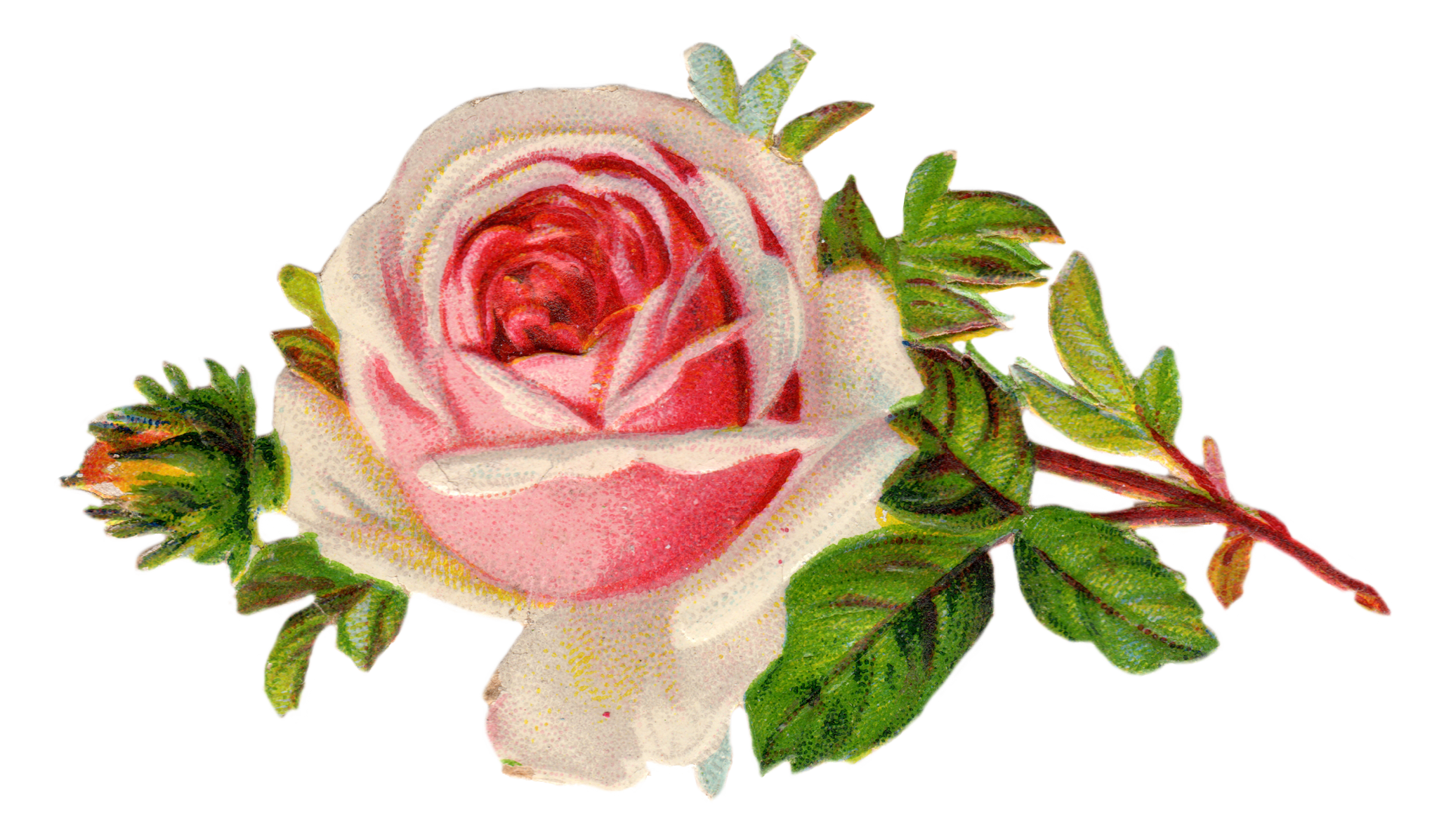 Free Vintage Rose Clip Art.