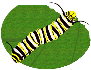 Life Cycle Of A Butterfly Caterpillar Clipart.