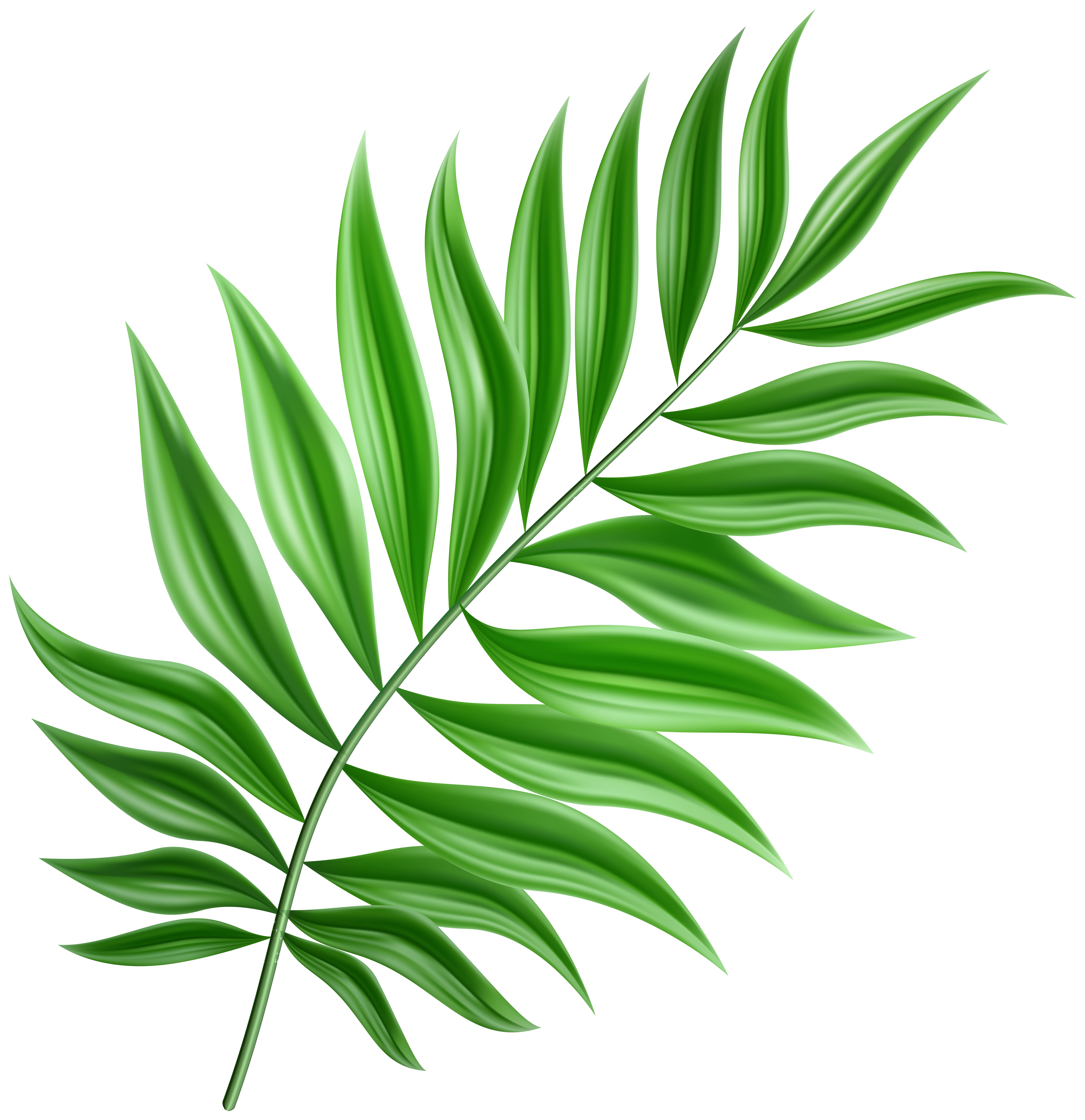 Green Palm Leaf PNG Clipart.