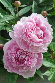I think I've decided on the Pillow Talk Peony for out front of the.