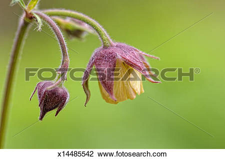 Stock Photo of Geum or Avens flower, a perennial garden plant.