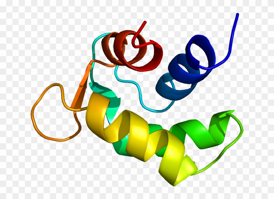 Calmodulin Like Proteins Clipart (#1430825).