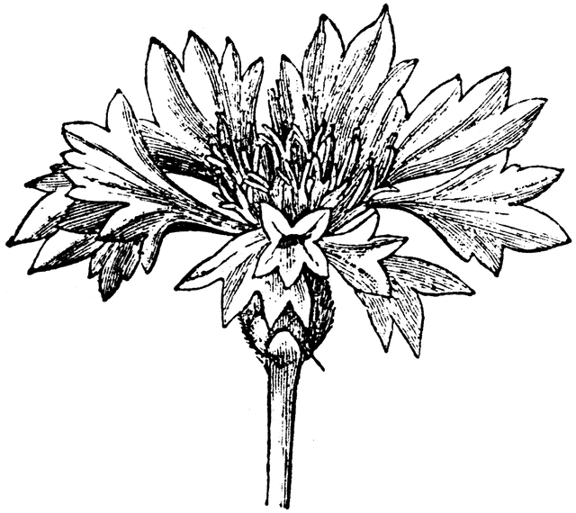 Inflorescence of a Cornflower.