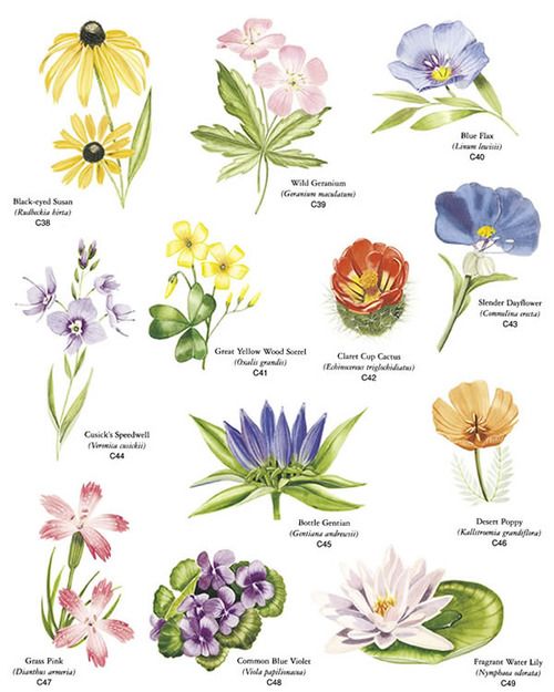 types of inflorescences image.