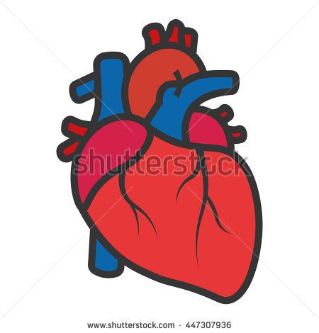 Best of Real Heart Clipart human heart drawing stock images.