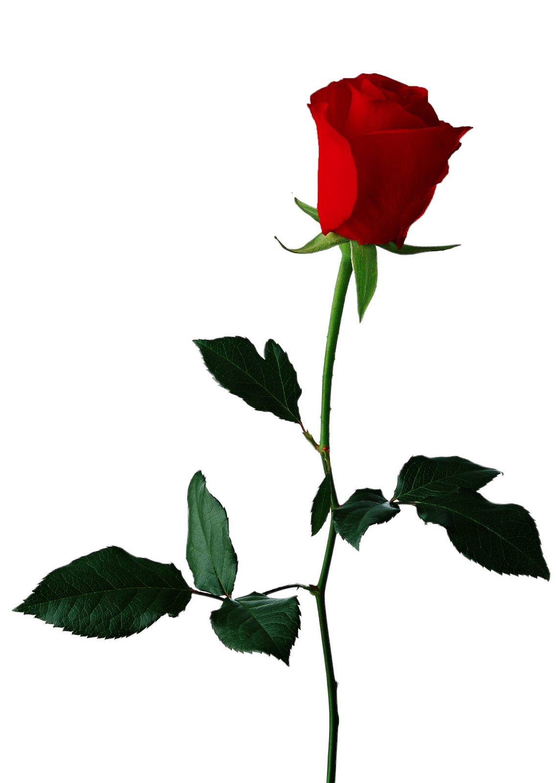 Free Rose Png, Download Free Clip Art, Free Clip Art on Clipart Library.