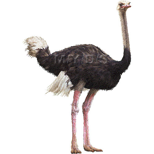 Ostrich Clipart.