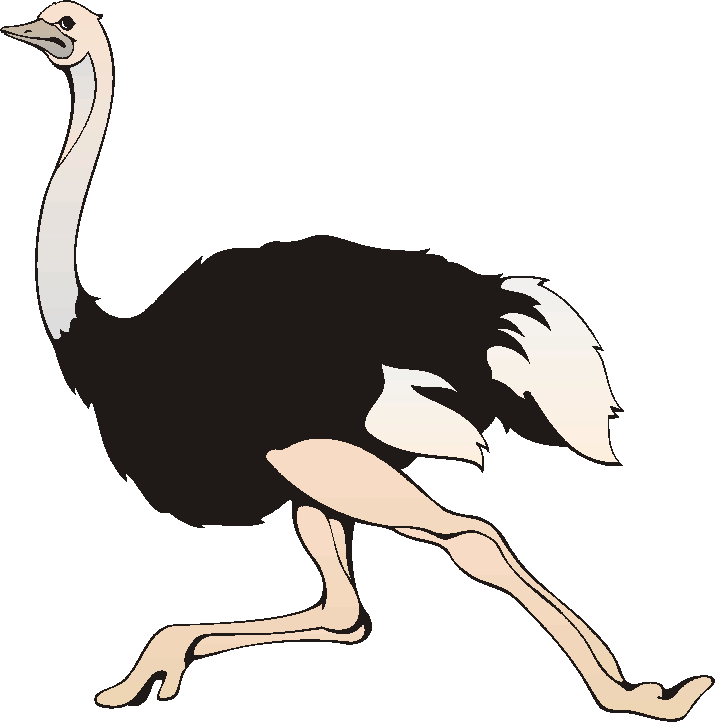 Ostrich Clip Art Free.