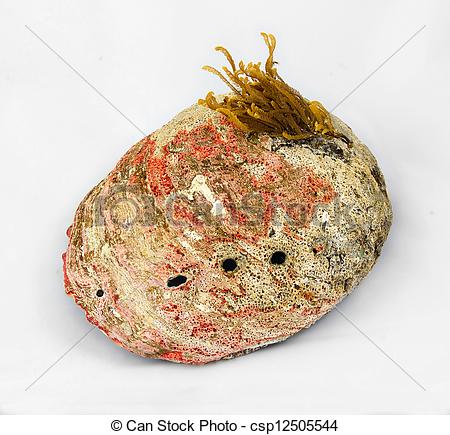 Stock Photo of Red abalone shell with pearlwort on top.