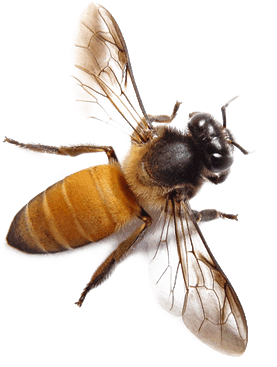 abeja png 20 free Cliparts | Download images on Clipground 2021