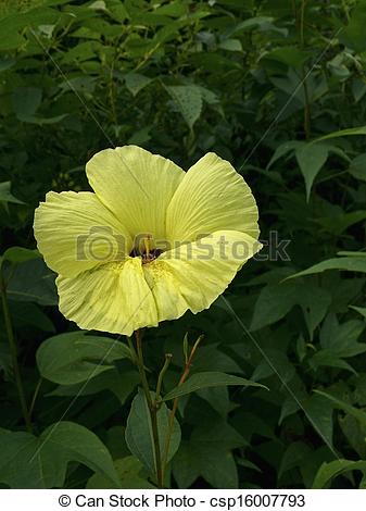 Stock Photographs of Flower of Abelmoschus manihot (L.