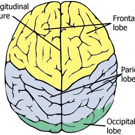 Topology of Brain Top View.