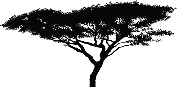 Acacia tree clipart.