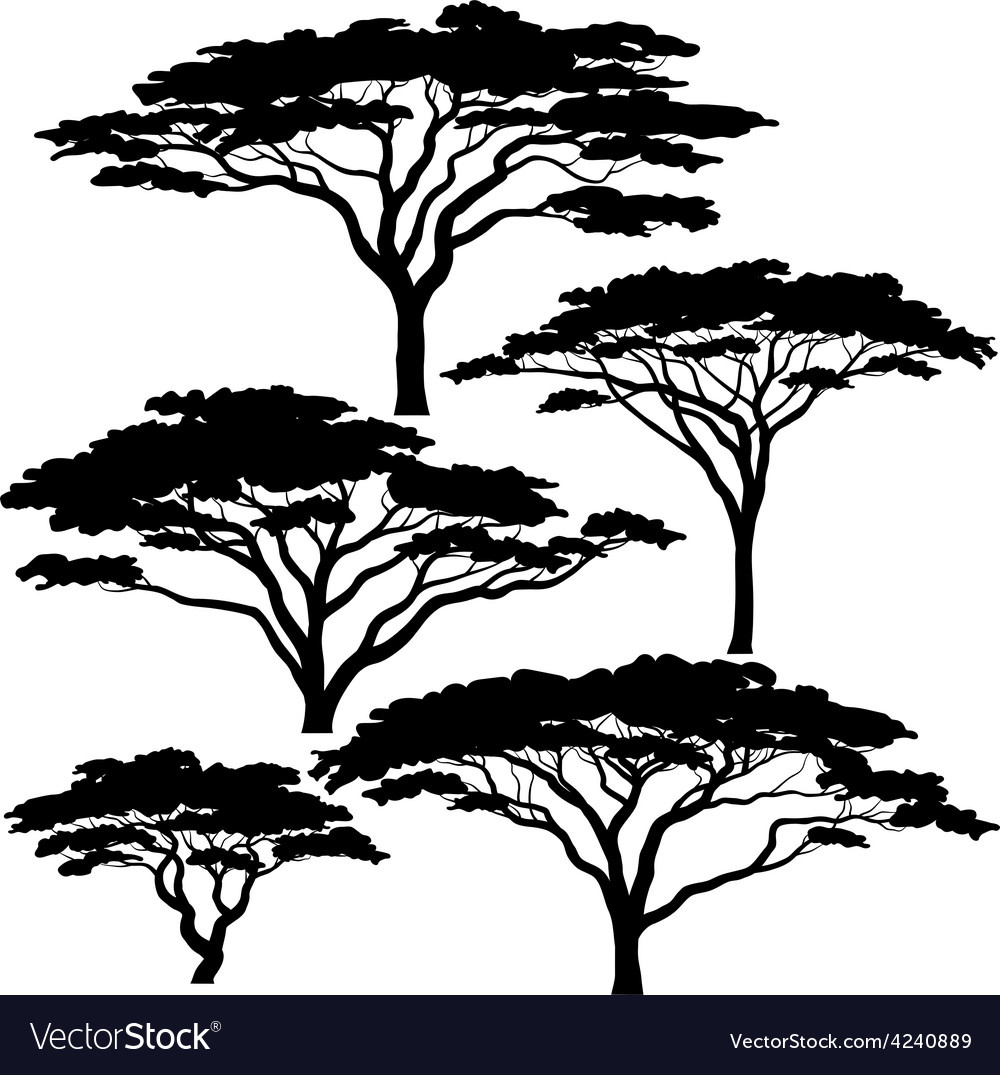 Acacia Tree Silhouette.