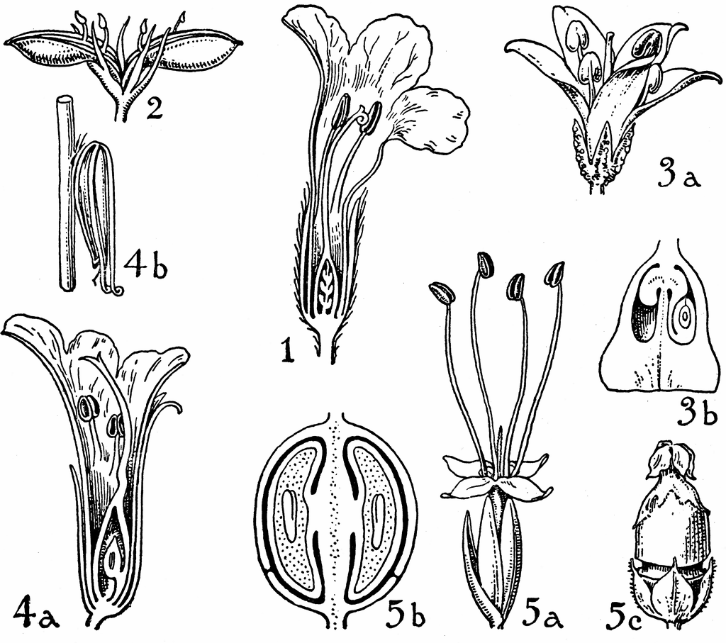 Orders of Acanthaceae, Myoporaceae, Phrymaceae, and Plantaginaceae.
