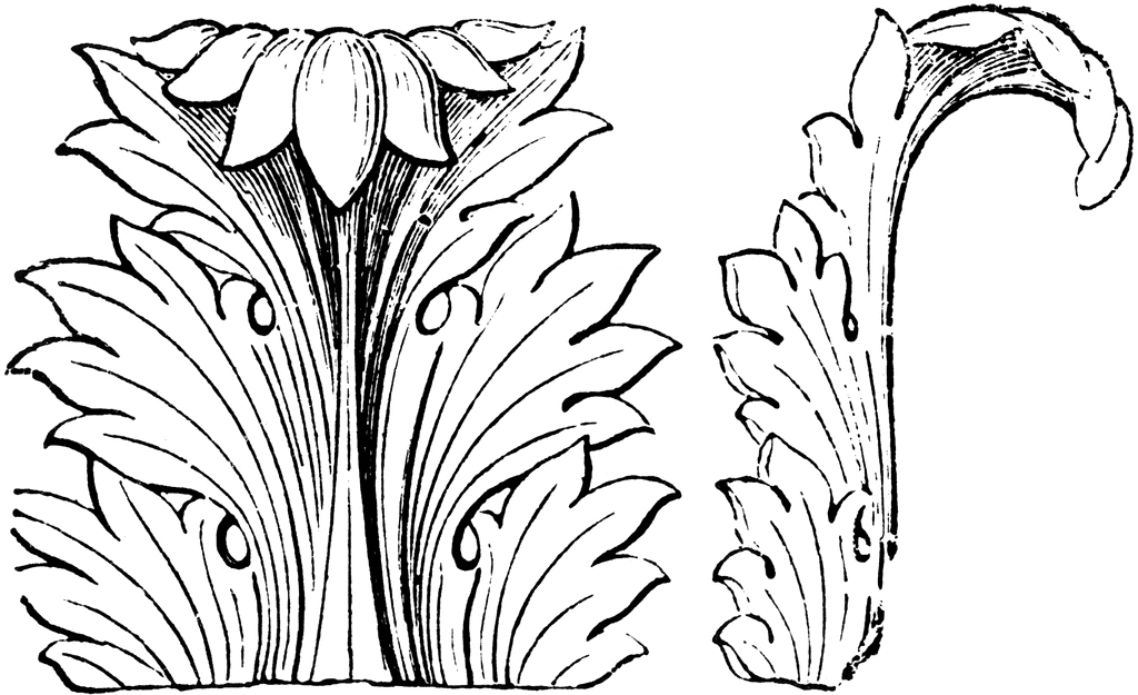 Acanthus Leaf, Front and Side Views.
