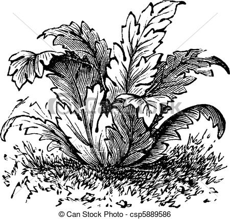 Acanthus Illustrations and Stock Art. 528 Acanthus illustration.