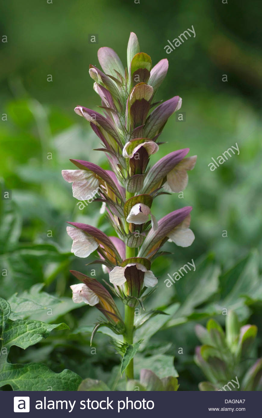 Acanthus Flower Stock Photos & Acanthus Flower Stock Images.
