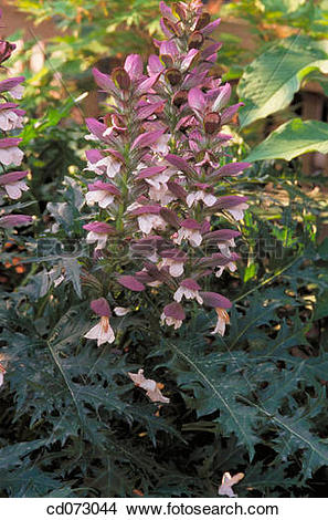 Stock Photo of Bear's Breeches (Acanthus spinosus) cd073044.