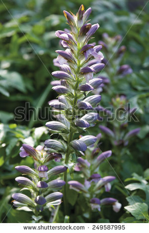 Acanthus Stock Photos, Images, & Pictures.