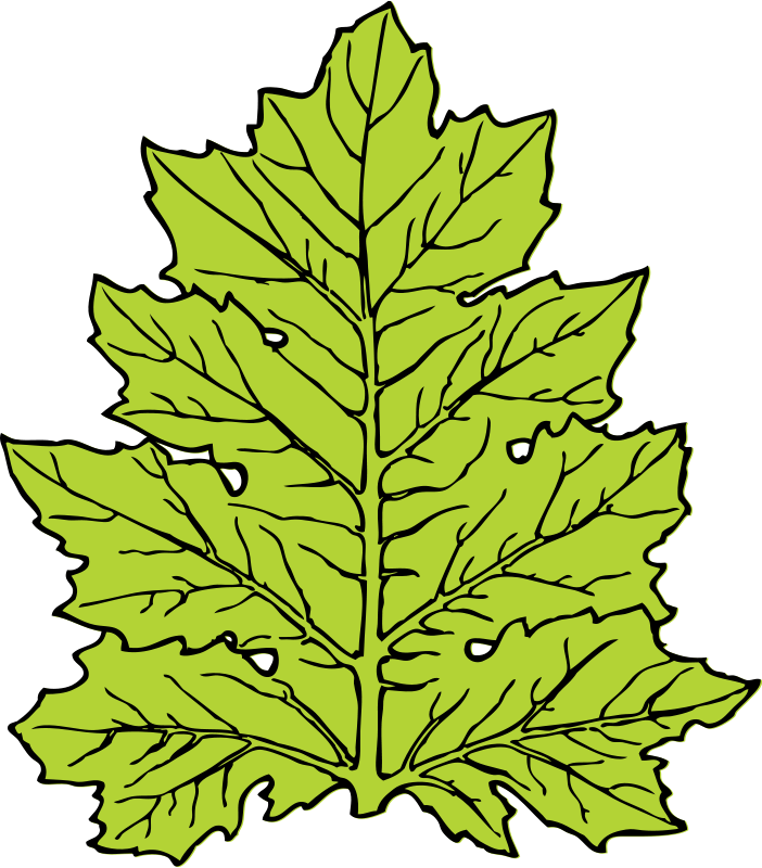 Free Clipart: Acanthus leaf.