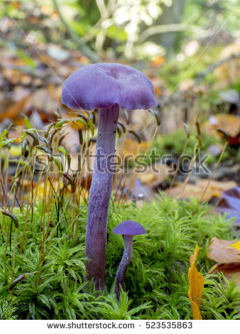 &quot;laccaria_mushrooms&quot; Stock Photos, Royalty.