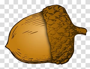 Acorn , Illustration Acorn transparent background PNG.