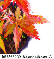 Acer palmatum Illustrations and Clipart. 10 acer palmatum royalty.