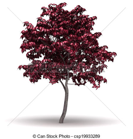 Japanese maple Clip Art and Stock Illustrations. 308 Japanese.